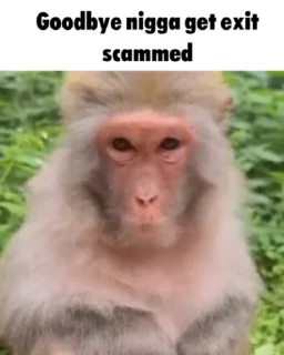 Video sticker 🌟 Goodbye Nigga :: @fStikBot