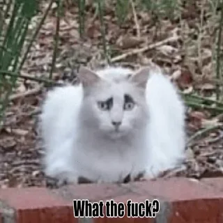 Telegram sticker 😕 @EnglishChatGlobal fuk you