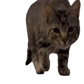 Video sticker 🐈 Кулхакерская Соль