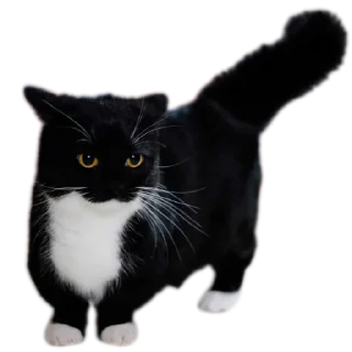 Video sticker 🐱 Kei Kats by @kei_darkeys