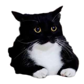 Telegram sticker 🐱 Kei Kats by @kei_darkeys
