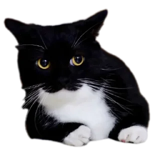 Telegram sticker 🐱 Kei Kats by @kei_darkeys