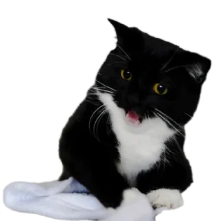 Sticker 🐱 Kei Kats by @kei_darkeys