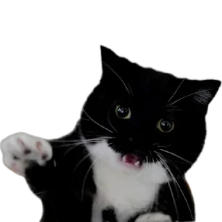 Video sticker 🐱 Kei Kats by @kei_darkeys