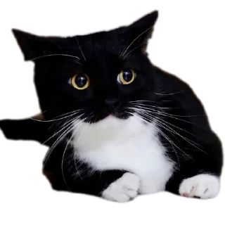Telegram sticker 🐱 Kei Kats by @kei_darkeys