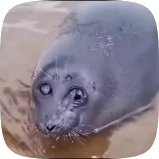 Video sticker 🥺 тюленчики :: @fStikBot