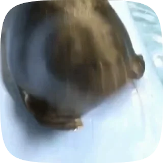 Video sticker 🌟 тюленчики :: @fStikBot