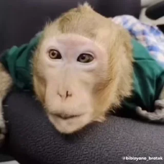 Video sticker 🌟 @Jessica_Spencer Shally