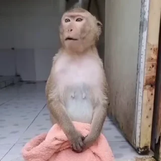 Video sticker 🌟 @Jessica_Spencer Shally