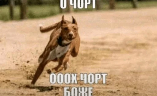 Телеграм стикер 🌟 самий лучший пак на свєтє :: @fStikBot