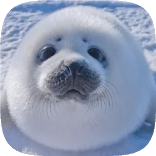 Video sticker 🦭 . 𝆺𝅥 𝆭 . ⃝ 🦭 ࣪ ˖  𝘗𝘶𝘴𝘢  ›༘ @shouvvi