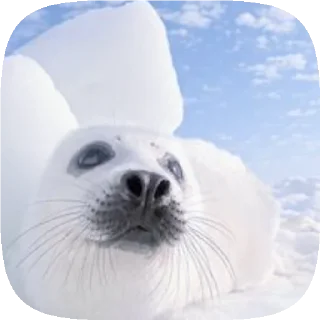 Video sticker 🦭 . 𝆺𝅥 𝆭 . ⃝ 🦭 ࣪ ˖  𝘗𝘶𝘴𝘢  ›༘ @shouvvi