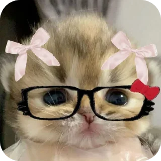 Video sticker 👓 @m_d_ph1447