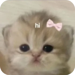 Video sticker 🤲 @m_d_ph1447