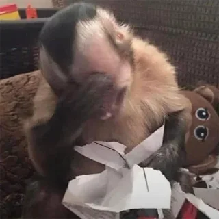 Telegram sticker 🙈 Dani :: @fStikBot