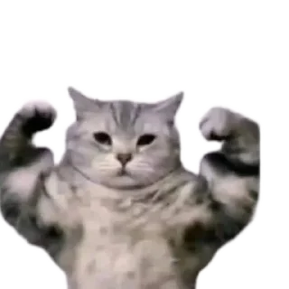 Telegram sticker 🐱 Alec Memes Pack