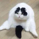 Video sticker 😛 HyperPack By @scemunito