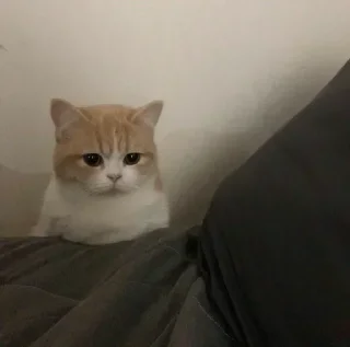 Telegram sticker 🥲 K🐈‍⬛