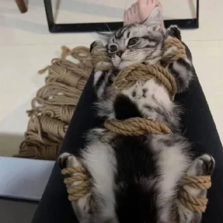 Telegram sticker 🐈 K🐈‍⬛