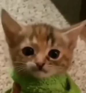 Telegram sticker 🫡 K🐈‍⬛