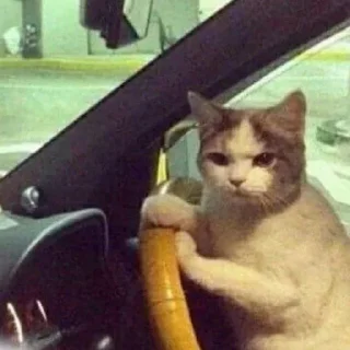 Telegram sticker 😾 K🐈‍⬛