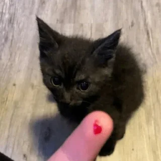 Sticker 🐈‍⬛️ K🐈‍⬛