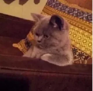 Telegram sticker 🥹 K🐈‍⬛