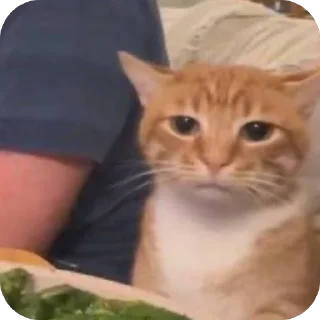 Video sticker 🫥 K🐈‍⬛