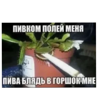 Telegram sticker 🌵 я чё ебабля @kalamburiaa