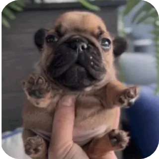 Telegram sticker 🤲 Pibble :: @fStikBot