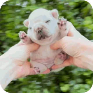 Telegram sticker 🥰 Pibble :: @fStikBot