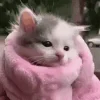 Video sticker 🐱 подпищеки...