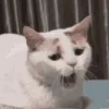 Video sticker 🥱 подпищеки...