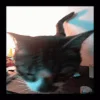 Video sticker 🔲 подпищеки...