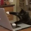 Video sticker 💻 подпищеки...