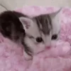 Video sticker 😛 подпищеки...