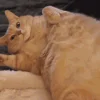 Video sticker 😼 подпищеки...