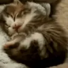 Video sticker 🥱 подпищеки...