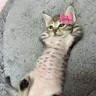 Video sticker 🌟 @bameshiy  cute cati🎀