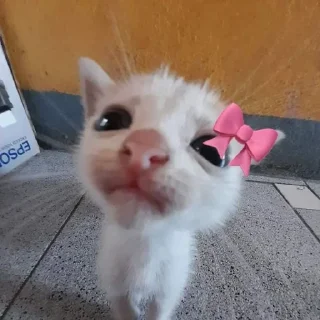 Telegram sticker 🌟 @bameshiy  cute cati🎀