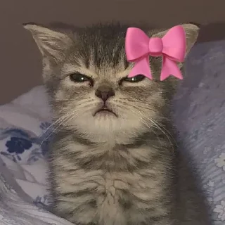 Telegram sticker 🌟 @bameshiy  cute cati🎀