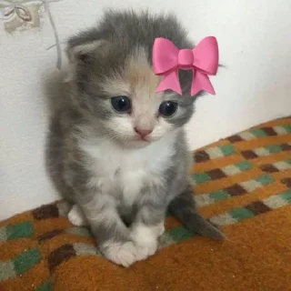 Telegram sticker 🌟 @bameshiy  cute cati🎀