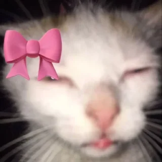 Sticker 🌟 @bameshiy  cute cati🎀