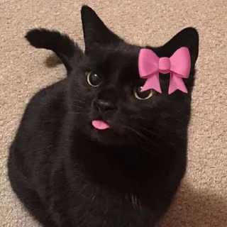 Video sticker 🌟 @bameshiy  cute cati🎀