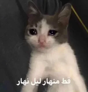 Video sticker 😣 امون الحلوهه