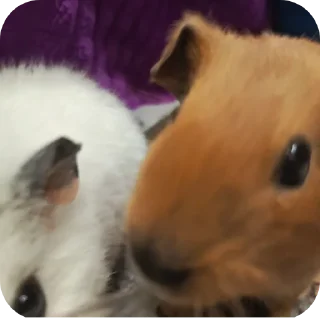 Video sticker 🐱 Помидор