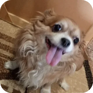 Телеграм стикер 🐶 Помидор