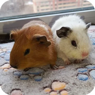 Sticker 🧸 Помидор