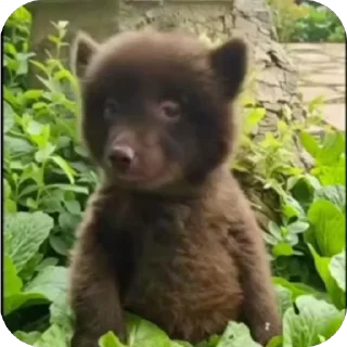 Video sticker 🥰 baby bear @premstickery