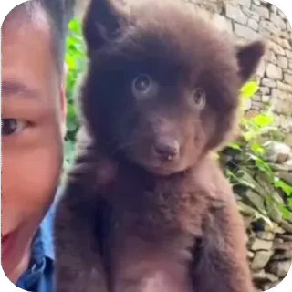 Video sticker 😘 baby bear @premstickery